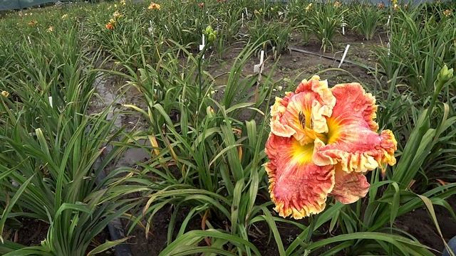 Оранжево-розовый лилейник SUN SALUTATIONS / Сад Ворошиловой смотреть онлайн