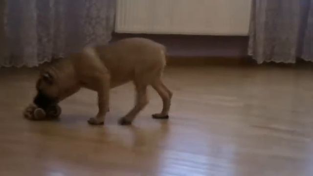 Канарский дог, тестирование психики щенков смотреть онлайн