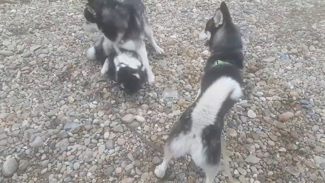 Встреча с Анкором смотреть онлайн