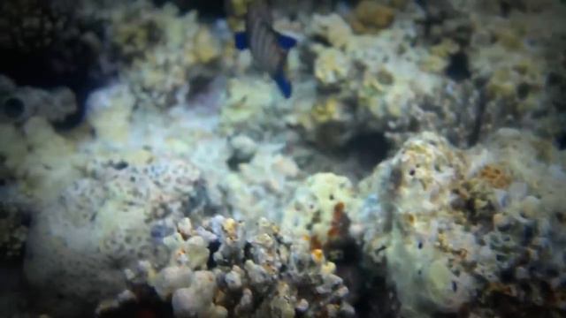 Underwater - Utopia Beach Club 2013 - Marsa Alam - Egypt /PART 1 HD/ смотреть онлайн
