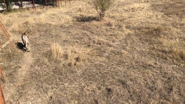 Два верных друга Чук и Гек! смотреть онлайн