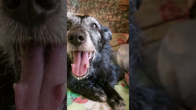 Нюра 28 июня 2023 года. 16 лет. Наш последний день. Последнее видео...Через 2 часа я осиротею.... смотреть онлайн