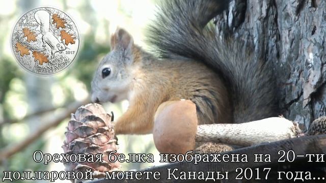 Белки на монетах мира\Squirrels on the coins of the world смотреть онлайн