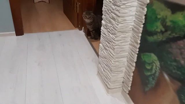 Робот пылесос и кот. смотреть онлайн
