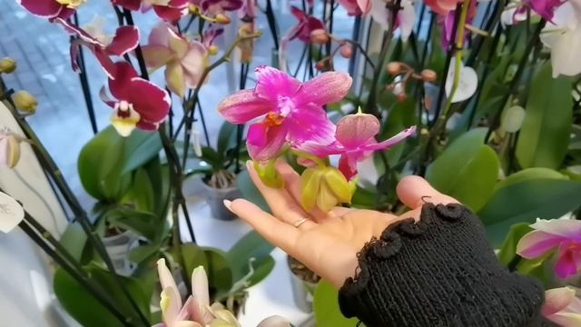 СЦ ПОРАДОВАЛ НОВЫМИ ОРХИДЕЯМИ. ЯРКИЕ, СОЧНЫЕ орхидеи/Цветочная оранжерея ДЖУНГЛИ из цветов. Часть 1 смотреть онлайн