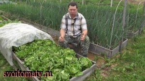 Как вырастить урожайный и полезный кочанный салат