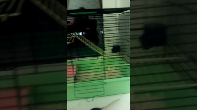 ГДЕ ЛУЧШЕ ПОКУПАТЬ КРЫСУ ?(КОго ЛУЧШЕ взять ДЕВОЧКУ ИЛИ МАЛЬЧИКА ) смотреть онлайн