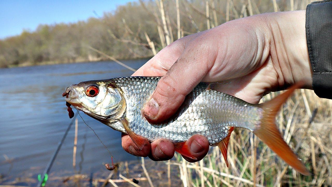 Когда весенний жор у плотвы? Когда нерест плотвы? Клюет ли плотва в нерест весной? смотреть онлайн