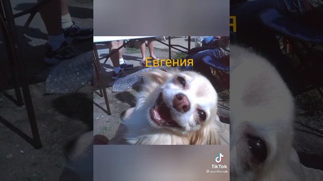 животные по именам 😂😂😂😂😂😂😂 смотреть онлайн