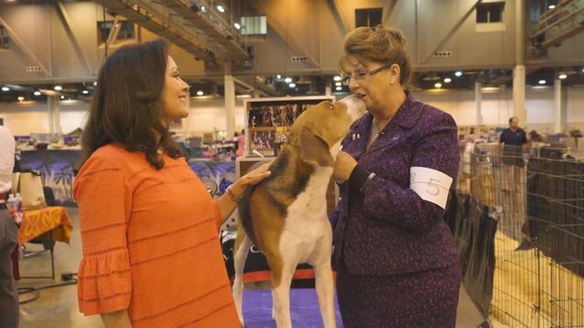 Road To Westminster (RTW): Breeder/Owner/Handler Lisa Miller смотреть онлайн