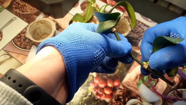 Как посадить детку орхидей без корней смотреть онлайн