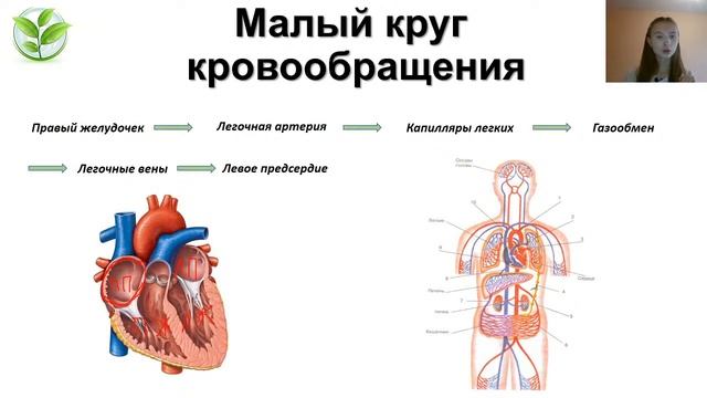 Круги кровообращения | Строение сердца | Важная теория ЕГЭ | Практика смотреть онлайн