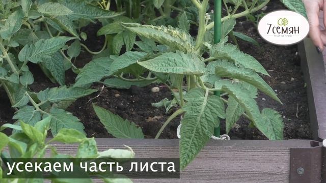 КАК ФОРМИРОВАТЬ ТОМАТЫ И ЗАЧЕМ ЭТО НУЖНО ДЕЛАТЬ! смотреть онлайн