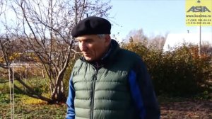 Кетмень Сибирский