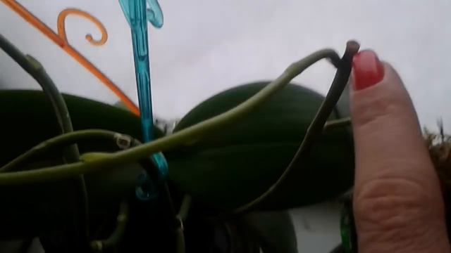 Что делать с цветоносом у орхидеи, листья которой потеряли тургор смотреть онлайн