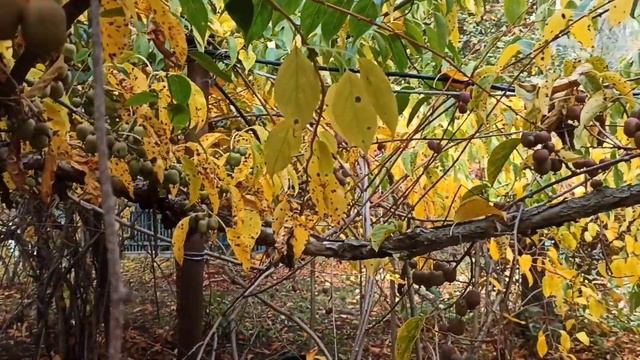 Плодоношение гибридных сортов актинидии, осень 2022г, Р Б смотреть онлайн