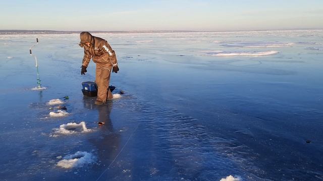 Бершовый секрет. Ловля берша на Каме. Берш на Адмирал, Litle Cleo и лепестки. смотреть онлайн