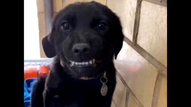 Чтобы понравиться людям, щенок из приюта научился улыбаться! смотреть онлайн