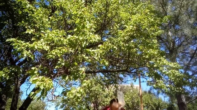 СО10. Палка для сбора абрикос