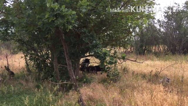 Купил Романовских овец смотреть онлайн