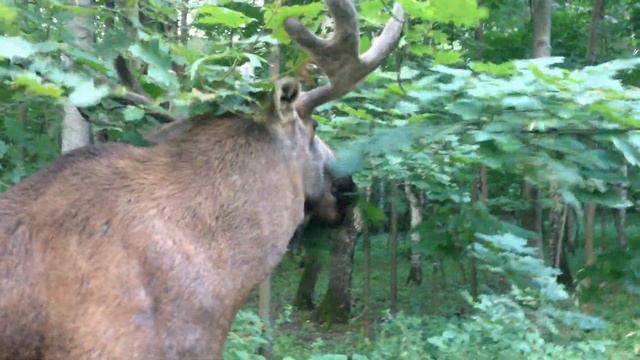 Лось в парке Сокольники