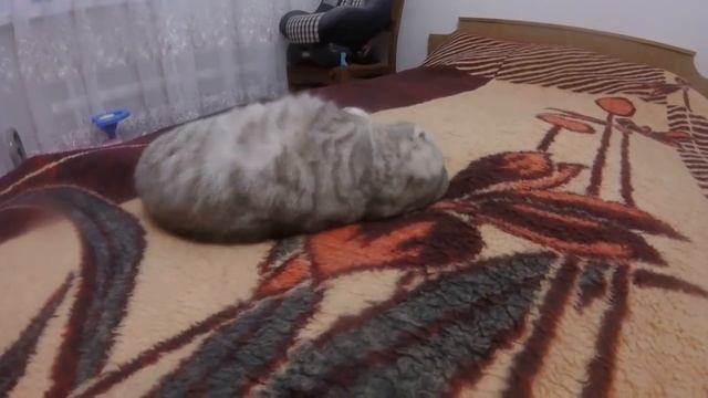 Шотландская Вислоухая Кошка Хлоя Просит Ласки и Любви Первый Раз в 1 год 1 мес. ? Коты и Кошки смотреть онлайн