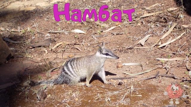 Тварини Австралії для дітей українською мовою. Звуки тварин, назви, фото + відео. смотреть онлайн