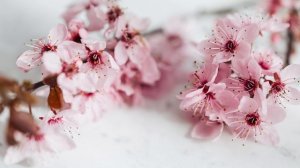 Лечебная успокаивающая китайская музыка от депрессии, нервозов Для умиротворения тела и духа