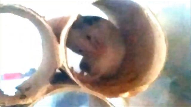 Японские карликовые мыши (Mus musculus sp. molossinus). смотреть онлайн