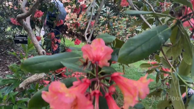 Rhododendron (griersonianum x Jalisco) | लाली गुरास् - Series 25 смотреть онлайн