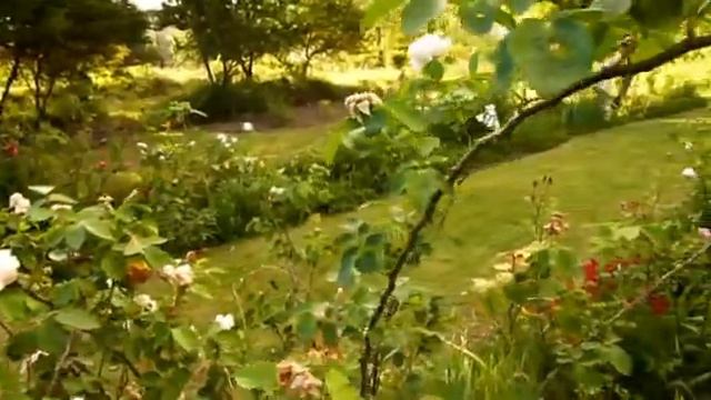 Heatherby's Heritage Rose Sanctuary смотреть онлайн