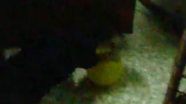 Remembering Tootsito смотреть онлайн