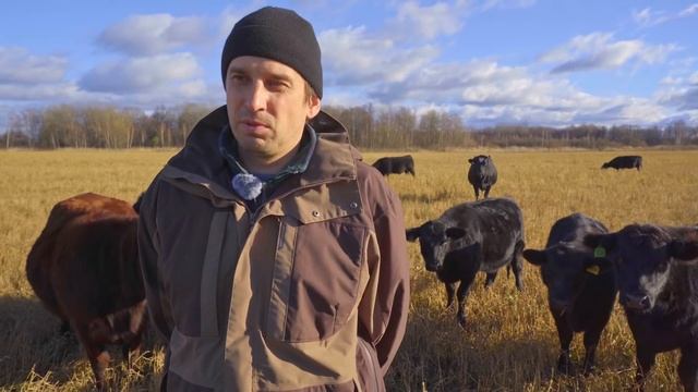 Русская комолая порода коров | Кормозаготовка и содержание коров | Мясное животноводство смотреть онлайн