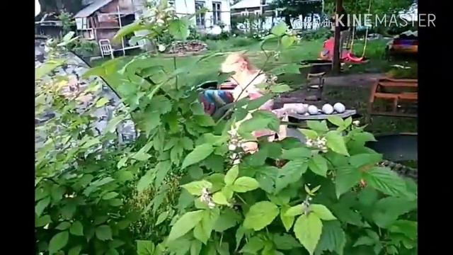 Моя малина. Урожайный год. Испортились помидоры смотреть онлайн