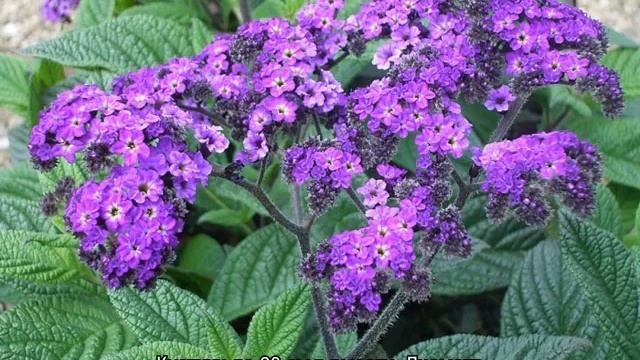 Цветок, похожий на гортензию, — как называется? смотреть онлайн