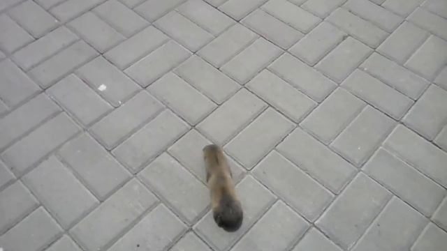 Крот Слепыш бегает по дороге смотреть онлайн