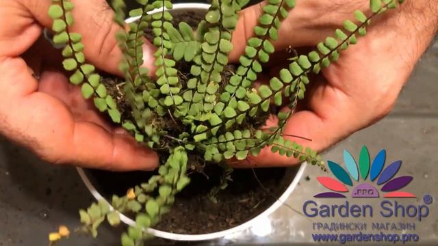Как правильно посадить папоротник в горшок - Asplenium trichomanes смотреть онлайн