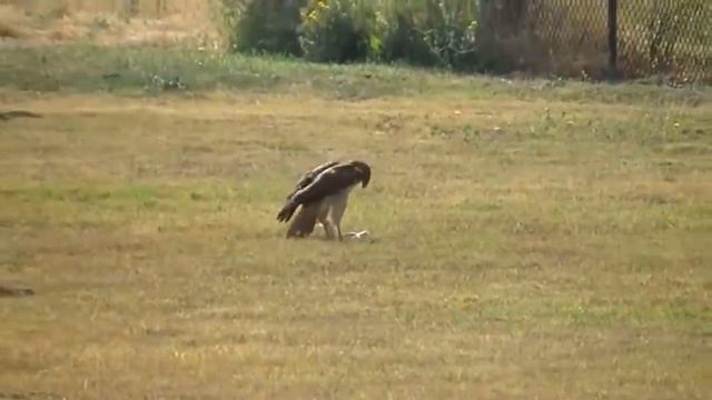 Unbelievable! Eagle Died Tragically When Trying To Hunt The Most Venomous Snake - Snake Vs Bird смотреть онлайн