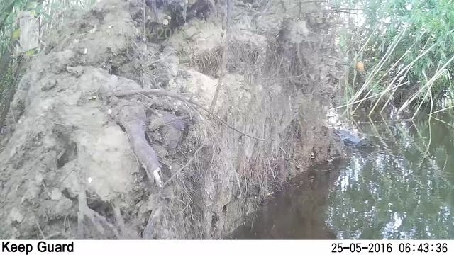 ID612/Астраханский заповедник/Птицы/Зимородки смотреть онлайн