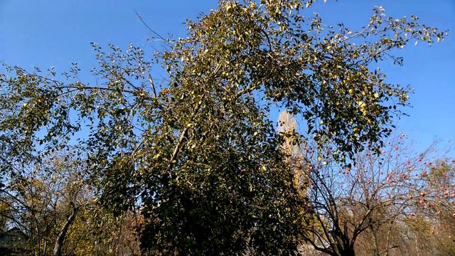 Осенние хлопоты. Сезонные работы на дачном участке. Октябрь 2019 г.