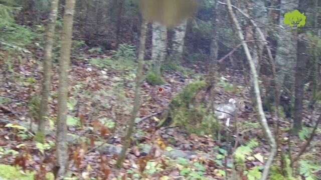 Супер видео с охоты на зайца. Охотхозяйство Экомир смотреть онлайн