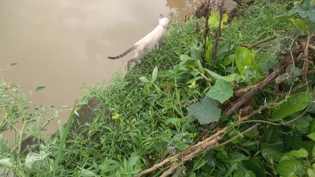 Cute Kitten Videos (p6)