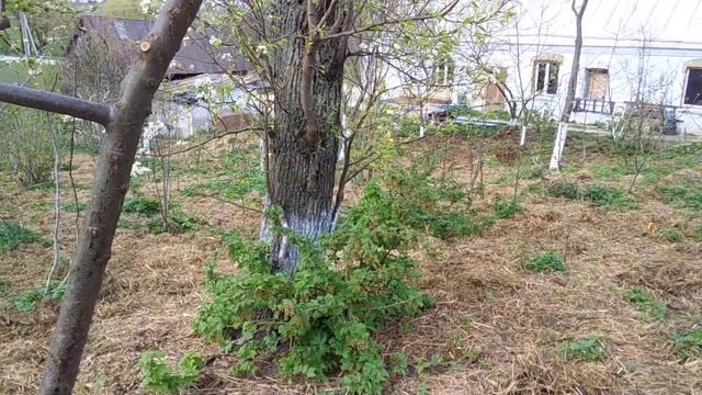 Смородина красная, белая (цветение) смотреть онлайн