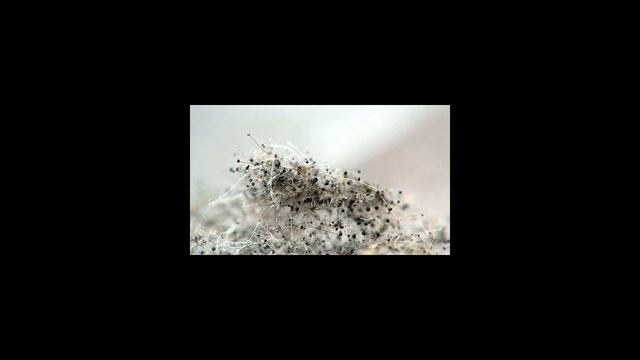 Как вывести плесень с ткани смотреть онлайн