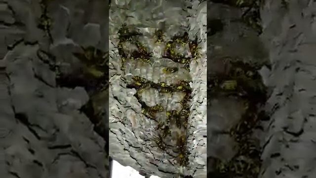 Гнездо осиное, гнездо ос какое оно смотреть онлайн