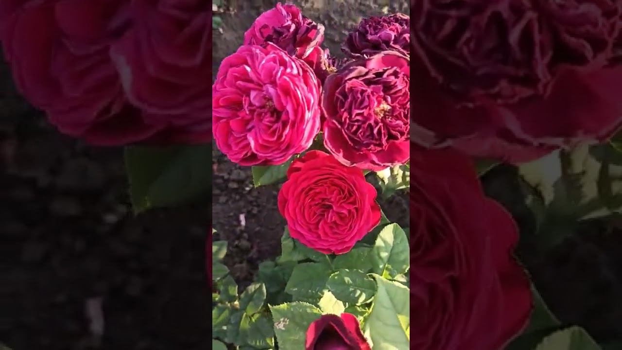 питомник саженцев роз rosebushes.ru смотреть онлайн