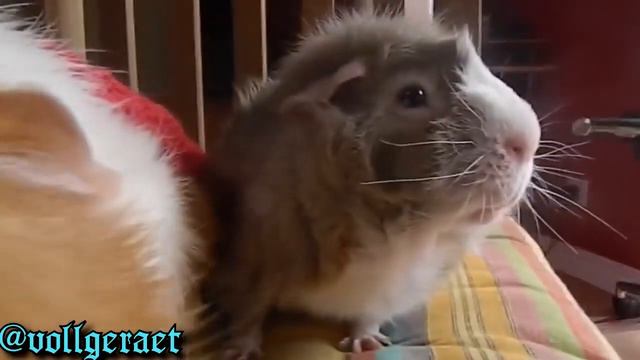 Vollgereat...Meerschweinchen смотреть онлайн