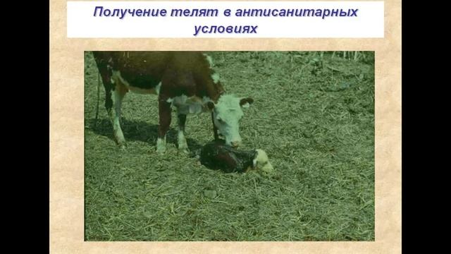 Петрова Ю.Н.  Бруцеллёз