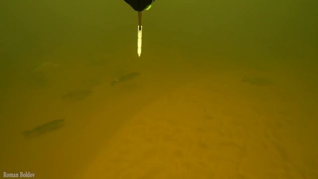 Подводная охота 2020 " ПЛАНЕТА ВОЛГОГРАД ЧАСТЬ 2" Волга Новый Сезон! Судак Лещ Язь. смотреть онлайн