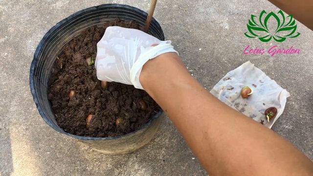 How to grow jackfruit from seeds | how to grow jackfruit in pot смотреть онлайн